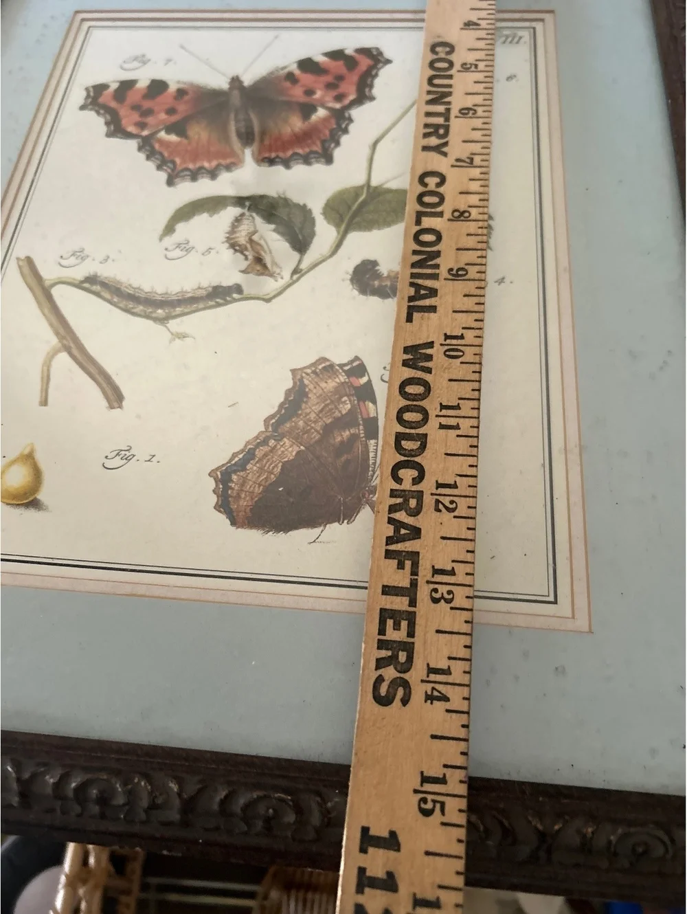 Vintage Butterfly Illustration Framed Wall Art